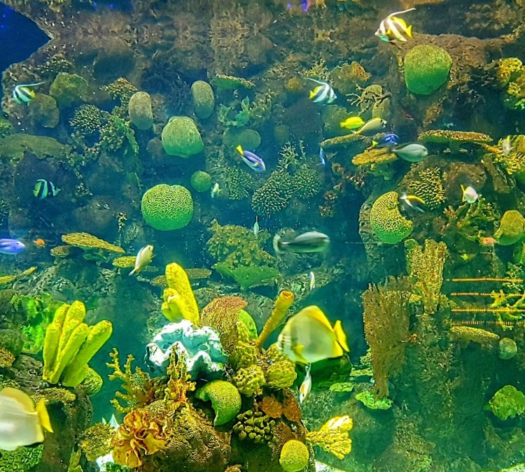 Discovery Reef (Powell,&nbspOH)